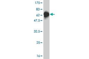 Western Blot detection against Immunogen (65.