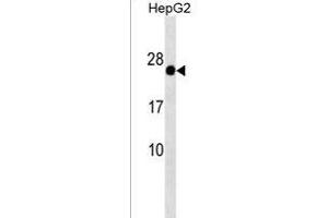 GAGE12F/GAGE12G/GAGE12I Antibody (N-term) (ABIN1538896 and ABIN2850520) western blot analysis in HepG2 cell line lysates (35 μg/lane). (G Antigen 12G 抗体  (N-Term))