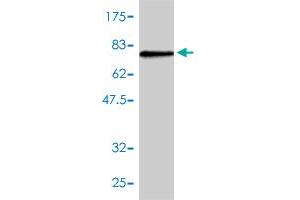 Western Blotting (WB) image for anti-Testis Derived Transcript (3 LIM Domains) (TES) (AA 1-421) antibody (ABIN565232)