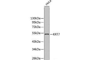 Western blot analysis of extracts of HeLa cells using KRT7 Polyclonal Antibody. (Cytokeratin 7 抗体)