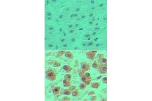 Image no. 1 for anti-POU Domain, Class 2, Transcription Factor 1 (POU2F1) (AA 1-50) antibody (ABIN960311)