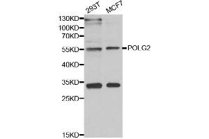 Western blot analysis of extracts of various cell lines, using POLG2 antibody. (POLG2 抗体)