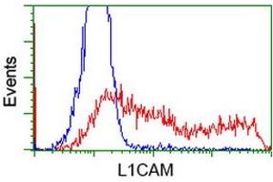 HEK293T cells transfected with either RC211601 overexpress plasmid (Red) or empty vector control plasmid (Blue) were immunostained by anti-L1CAM antibody (ABIN2453222), and then analyzed by flow cytometry. (L1CAM 抗体)