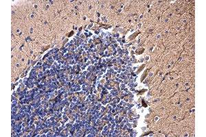 IHC-P Image JIP1 antibody detects JIP1 protein at cytoplasm on mouse brain by immunohistochemical analysis. (MAPK8IP1 抗体)