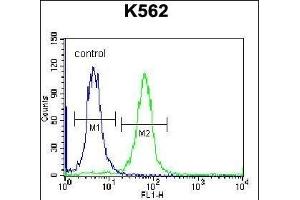 SP6 Antibody (Center) (ABIN656940 and ABIN2846130) flow cytometric analysis of K562 cells (right histogram) compared to a negative control cell (left histogram). (SP6 抗体  (AA 196-225))