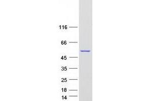 Western Blotting (WB) image for Protoporphyrinogen Oxidase (PPOX) (Transcript Variant 2) protein (Myc-DYKDDDDK Tag) (ABIN2729460)