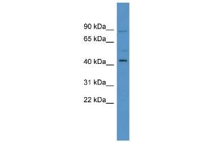 WB Suggested Anti-ZNF540 Antibody Titration: 0. (ZNF540 抗体  (N-Term))