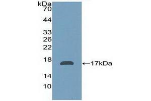 Western blot analysis of recombinant Human aZGP1. (AZGP1 抗体  (AA 180-298))