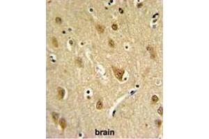 ST8SIA4 Antibody (Center) IHC analysis in formalin fixed and paraffin embedded brain tissue followed by peroxidase conjugation of the secondary antibody and DAB staining. (ST8SIA4 抗体  (Middle Region))