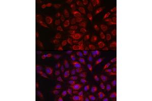 Immunofluorescence analysis of U2OS cells using P4HB Rabbit pAb (ABIN6134876 and ABIN6145140) at dilution of 1:150 (40x lens). (P4HB 抗体)