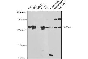 Western blot analysis of extracts of various cell lines, using HSP Rabbit mAb (ABIN7267580) at 1:1000 dilution. (HSPA4 抗体)