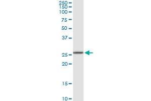 RPA4 MaxPab rabbit polyclonal antibody. (RPA4 抗体  (AA 1-261))