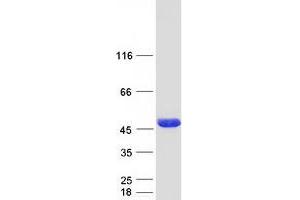 Western Blotting (WB) image for NIF3 NGG1 Interacting Factor 3-Like 1 (NIF3L1) (Transcript Variant 2) protein (Myc-DYKDDDDK Tag) (ABIN2727303)