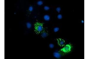 Anti-ENDOG mouse monoclonal antibody (ABIN2455482) immunofluorescent staining of COS7 cells transiently transfected by pCMV6-ENTRY ENDOG (RC205089). (Endonuclease G 抗体)