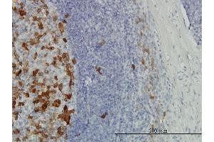 Immunoperoxidase of monoclonal antibody to TYMS on formalin-fixed paraffin-embedded human tonsil. (TYMS 抗体  (AA 111-210))