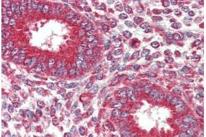 Human Uterus (formalin-fixed, paraffin-embedded) stained with KIF5B antibody ABIN337215 at 2. (KIF5B 抗体  (AA 951-963))