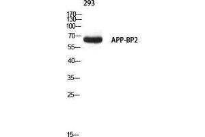 Western Blot (WB) analysis of 293 using APP-BP2 antibody. (APPBP2 抗体)