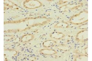 Immunohistochemistry of paraffin-embedded human kidney tissue using ABIN7161137 at dilution of 1:100 (NAE1 抗体  (Regulatory Subunit))
