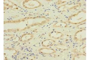 Immunohistochemistry of paraffin-embedded human kidney tissue using ABIN7161137 at dilution of 1:100