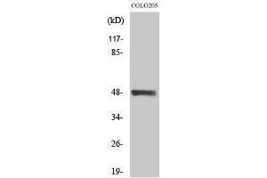 Western Blotting (WB) image for anti-serine/threonine Kinase 24 (STK24) (C-Term) antibody (ABIN3185699) (STK24 抗体  (C-Term))