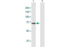 Western Blot analysis of SEMG2 expression in transfected 293T cell line by SEMG2 MaxPab polyclonal antibody. (SEMG2 抗体  (AA 1-582))