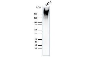 Western Blot Analysis of human MCF-7 cell lysate using MUC1 Mouse Recombinant Monoclonal Antibody (rMUC1/960). (Recombinant MUC1 抗体)