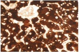 Immunohistochemical staining of formalin-fixed, paraffin- embedded normal human liver  tissue section. (CYP1A2 抗体)