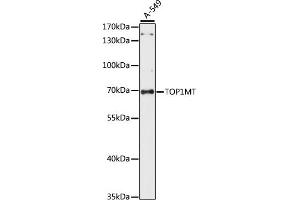 Western blot analysis of extracts of A-549 cells, using TOP1MT antibody (ABIN7270851) at 1:1000 dilution. (TOP1MT 抗体  (AA 470-550))