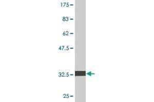 Western Blot detection against Immunogen (33. (PIGS 抗体  (AA 450-518))