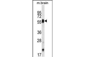Western blot analysis in mouse brain tissue lysates (35ug/lane). (CLK4 抗体  (N-Term))