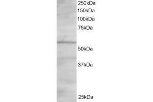Image no. 1 for anti-Oxysterol Binding Protein-Like 2 (OSBPL2) (AA 468-480) antibody (ABIN297757) (OSBPL2 抗体  (AA 468-480))