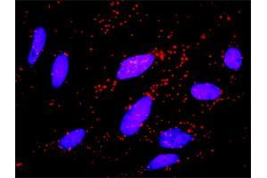 Proximity Ligation Analysis of protein-protein interactions between CCNB1 and FZR1. (FZR1 抗体  (AA 1-493))
