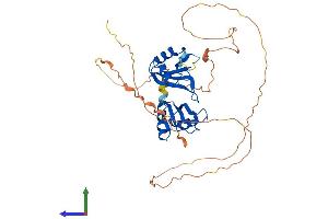Protein Structure (PS) image for RNA Binding Motif, Single Stranded Interacting Protein 1 (RBMS1) (AA 1-406) protein (His tag) (ABIN7551180)