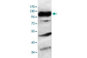 Western blot analysis of HeLa cell lysate with HERC6 polyclonal antibody  at 1 : 1000 dilution.