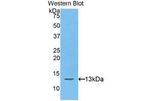 Western Blotting (WB) image for anti-Hepcidin Antimicrobial Peptide (HAMP) (AA 25-84) antibody (ABIN1175290) (Hepcidin 抗体  (AA 25-84))