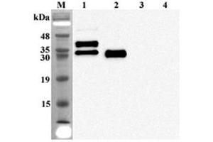 Western blot analysis of human FGF23 using anti-FGF-23 (human), mAb (FG322-3)  at 1:2,000 dilution. (FGF23 抗体)