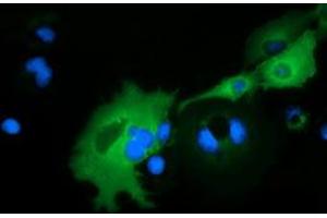 Immunofluorescence (IF) image for anti-rho GTPase Activating Protein 25 (ARHGAP25) antibody (ABIN1496705) (ARHGAP25 抗体)