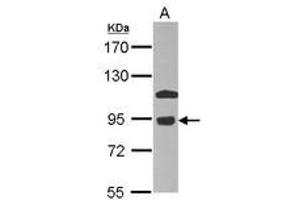 Image no. 1 for anti-Component of Oligomeric Golgi Complex 7 (COG7) (AA 7-286) antibody (ABIN1497558) (COG7 抗体  (AA 7-286))