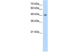 WB Suggested Anti-RNF128  Antibody Titration: 1. (RNF128 抗体  (C-Term))