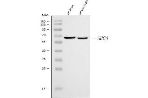 Western blot analysis of SHCD/SHC4 using anti-SHCD/SHC4 antibody (ABIN7602067).