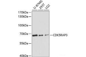 Western blot analysis of extracts of various cell lines using CDK5RAP3 Polyclonal Antibody at dilution of 1:3000. (CDK5RAP3 抗体)