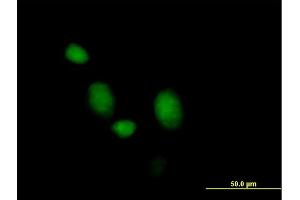 Immunofluorescence of purified MaxPab antibody to MORG1 on HeLa cell. (MORG1 抗体  (AA 1-315))
