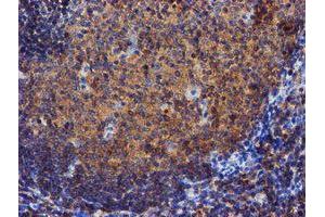 Image no. 1 for anti-Iduronate 2-Sulfatase (IDS) antibody (ABIN1498797) (IDS 抗体)