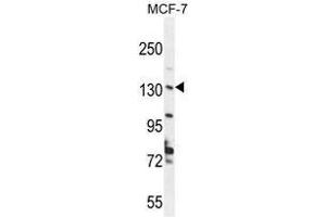 UPF2 Antibody (Center) western blot analysis in MCF-7 cell line lysates (35 µg/lane). (RENT2/UPF2 抗体  (Middle Region))