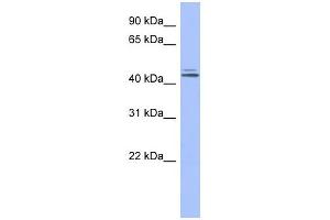 WB Suggested Anti-ORC4L Antibody Titration: 0. (ORC4 抗体  (Middle Region))