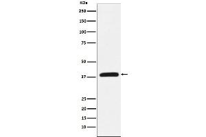 Western blot analysis of CRKL expression in K562 cell lysate.
