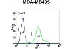 Flow cytometric analysis of MDA-MB435 cells using NMDA Receptor 2A Antibody (C-term) Cat. (NMDAR2A 抗体  (C-Term))
