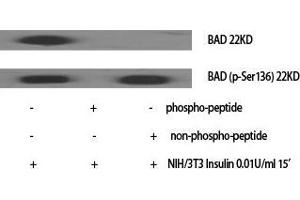 Western Blot (WB) analysis of specific cells using Bad Polyclonal Antibody. (BAD 抗体  (Ser164))