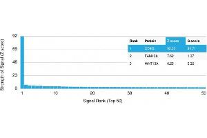 Analysis of Protein Array containing more than 19,000 full-length human proteins using CD40-Ligand Mouse Monoclonal Antibody (CD40LG/2761) Z- and S- Score: The Z-score represents the strength of a signal that a monoclonal antibody (MAb) (in combination with a fluorescently-tagged anti-IgG secondary antibody) produces when binding to a particular protein on the HuProtTM array. (CD40 Ligand 抗体  (AA 108-261))