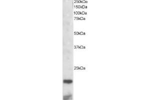 ABIN184744 staining (2µg/ml) of mouse kidney lysate (RIPA buffer, 30µg total protein per lane). (CST3 抗体  (C-Term))